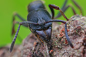 Portrait of Fingerprint ant (Diacamma sp.)