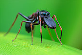 Male ant-mimicking jumping spider (Myrmarachne sp.)