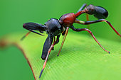 Male ant-mimicking jumping spider (Myrmarachne sp.)