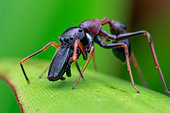 Male ant-mimicking jumping spider (Myrmarachne sp.)