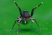 Female jumping spider (Siler semiglaucus).