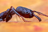Trap-jaw ant (Odontomachus simillimus)