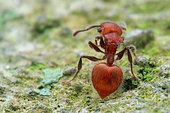 Ant (Meranoplus castaneus)