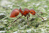 Profile shot of ant (Meranoplus castaneus)