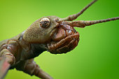 Low angle head shot of a stick-insect (Phasmatidea).