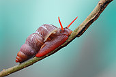 Land snail (Schistoloma sp) crawling on a twig.