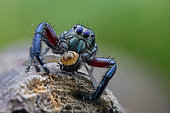 Male jumping spider (Salticidae - Hyllus sp) preying on housefly (Muscidae - Musca sp)