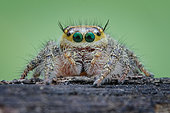 Potrait of female jumping spider (Hyllus semicupreus)
