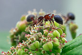Ants (Meranoplus sp.) feasting on weed flower.