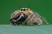 Female jumping spider (Hyllus semicupreus) prey on another species of jumping spider (Carrhotus viduus)