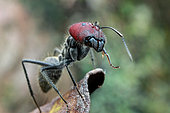 Low angle shot of a big ant (Camponotus singularis) major, Malaysia