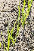 Sowing of Autumn Leeks 'Carentan