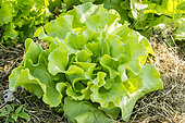 Head lettuce 'Merveille d'Hiver'