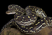 The Angola python, Python anchietae, is a rarely seen python species found in Angola and the extreme north of Namibia.