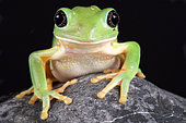 The Mexican leaf frog, (Pachymedusa dacnicolor) is a giant tree frog species endemic to Mexico.