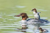 Common merganser (Mergus merganser), female with young bird on her back, swims in water, Germany, Europe