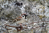 Tree Sparrow (Passer montanus) male on a metal hook, Touraine, France
