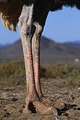 Ostrich (Struthio camelus) close-up of feet, Africa