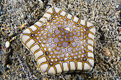 Southern Starfish biscuit (Tosia australis), Kangaroo island, South Australia