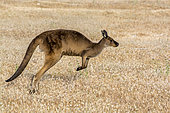 Western Gray Kangaroo (Macropus fuliginosus fuliginosus) endemic to Kangaroo island, South Australia
