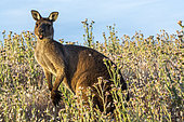 Western Gray Kangaroo (Macropus fuliginosus fuliginosus) endemic to Kangaroo island, South Australia