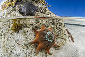 Eight-armed Cushion Star (Meridiastra calcar), Vivonne bay, Kangaroo island, South Australia
