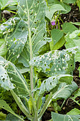 Cabbageworm damage on a Savoy cabbage Gros Des Vertus 4 'Maner Grufewi'.