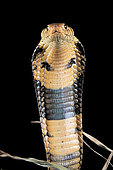 Portrati of agreesive Forest cobra (Naja melanoleuca) on black background
