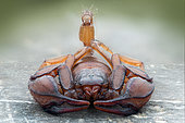 Scorpion noir à queue jaune (Euscorpius flavicaudis), Villarotta, Reggio Emilia, Italie