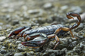 Scorpion (Euscorpius italicus) Defensive structure, Villarotta, Reggio Emilia, Italia