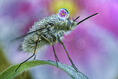 Bee fly (Bombylius sp) with dew drop refracting a flower