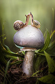 Two snails on a white mushroom, Italy