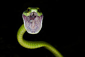 Parrot snake (Leptophis ahaetulla) with open mouth, Costa Rica