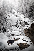 Chamois (Rupicapra rupicapra) in the snow, Granparadiso, Aosta, Italia