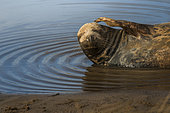 Gray seal (Halichoerus grypus), Donna Nook Nature Reserve, Louth, England