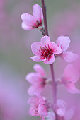 Peach blossom (Prunus persica) flowers, Herault, France
