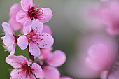 Peach blossom (Prunus persica) flowers, Herault, France
