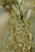 Common wasp (Vespula vulgaris) eating a caterpillar of Box Tree Moth (Cydalima perspectalis), Hérault, France