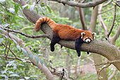 Red panda (Ailurus fulgens) sleeping on a branch, Chengdu Research and Reproduction Center, Sichuan Province, China