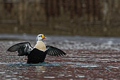 King Eider (Somateria spectabilis) in the port of Battsfjord, Varanger, Norway