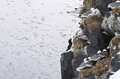 Common Guillemots (Uria aalge) and Kittiwakes (Rissa tridactyla) on Hornoya Island, Varanger, Norway