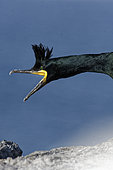 European Shag (Phalacrocorax aristotelis) on Hornoya Island, Varanger, Norway