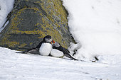 Atlantic puffins (Fratercula arctica) on Hornoya Island, Varanger, Norway