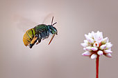 Abeille charpentière (Apidae) s'approchant d'une fleur en vol