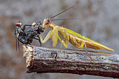A male flower mantis (Creobroter sp.) eating the female flesh fly (Sarcophaga sp) while the male continue mating.