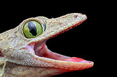 Smith's Green-eyed Gecko (Gekkonidae - Gekko smithii) profile.