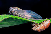 A cicada (Cicadidae) after molting.