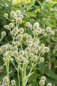 Eryngium yuccifolium