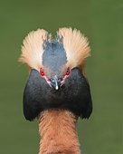 Horned Grebe (Podiceps auritus), animal portrait, direct view, Västergotland, Sweden