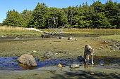 Wolf (Canis lupus) on mudflats, Great Bear Rainforest, British Columbia, Canada